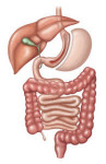 Gastrectomia Vertical (Sleeve)